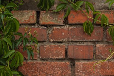 Bir tuğla duvar yabani şarap