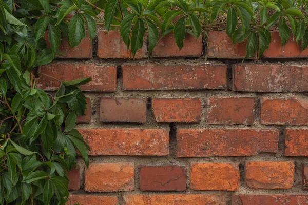 Divoké víno na cihlovou zeď — Stock fotografie