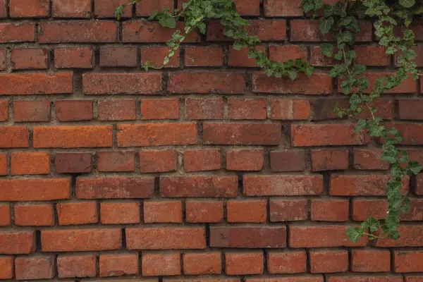 En murgröna täckta väggen som bakgrund — Stockfoto