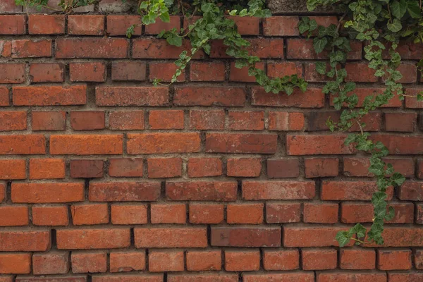 Una pared cubierta de hiedra como fondo —  Fotos de Stock