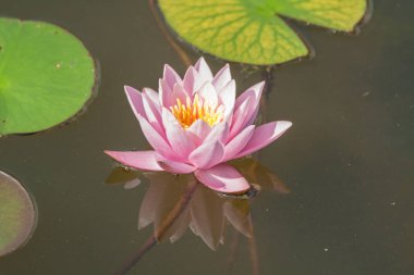 Küçük bir göldeki nilüferler