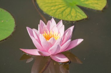 Küçük bir göldeki nilüferler