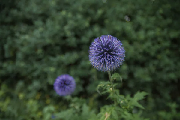 Cardo bola azul em um jardim — Fotografia de Stock