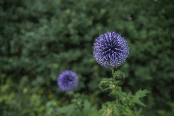 Cardo bola azul em um jardim — Fotografia de Stock