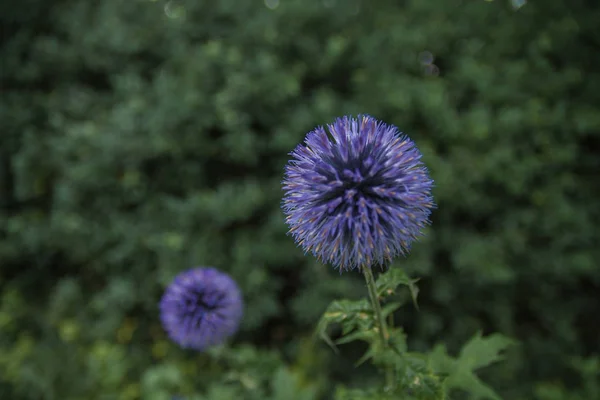 Modrý bodlák v zahradě — Stock fotografie