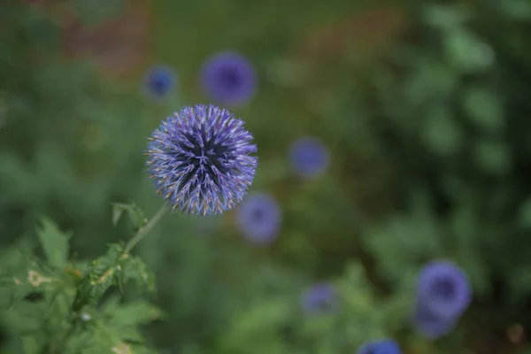 Cardo bola azul em um jardim — Fotografia de Stock