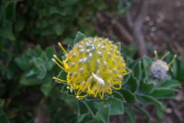 Baharda Güney Afrika seyahat