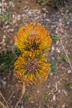 Baharda Güney Afrika seyahat