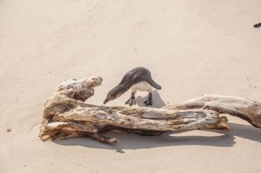 Baharda Güney Afrika seyahat