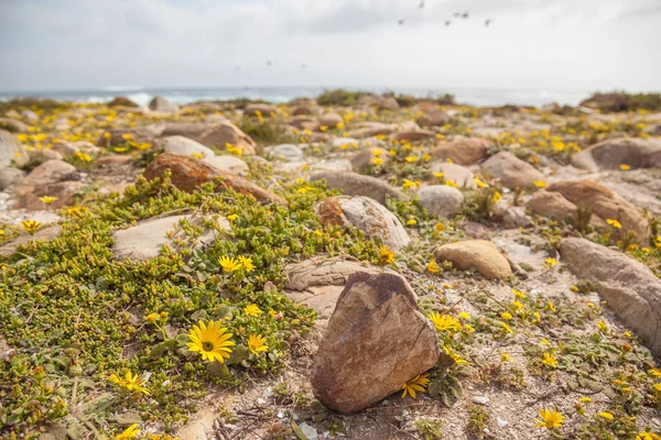 Baharda Güney Afrika seyahat