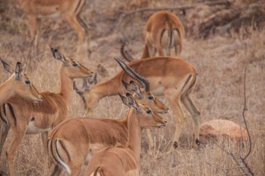 Baharda Güney Afrika seyahat