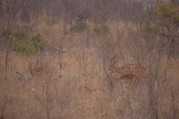 Sudáfrica viaja en primavera — Foto de Stock