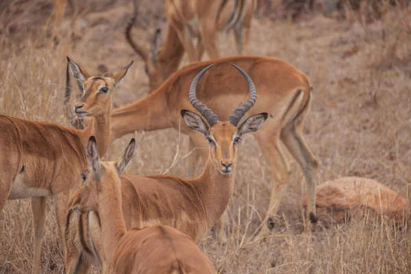 Südafrika reist im Frühling — Stockfoto