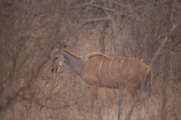 Kudu Parque Selvagem Sul Africano — Fotografia de Stock