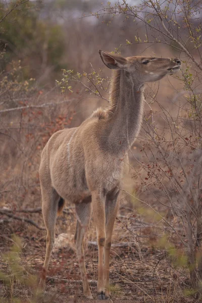 Kudu Parku Dzikiej Afryki Południowej — Zdjęcie stockowe