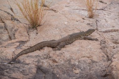 Baharda Güney Afrika seyahat