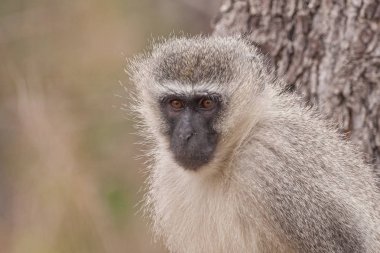 Güney Afrikalı vahşi parkta yeşil maymun kedi