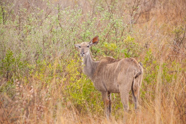 Güney Afrikalı Vahşi Parkta Kudu — Stok fotoğraf
