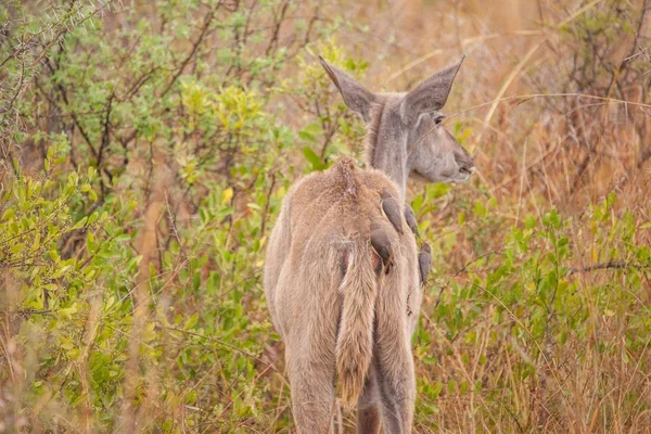 Kudu Parque Salvaje Sudafricano —  Fotos de Stock