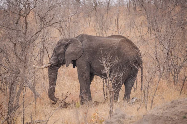 Éléphant Dans Parc Sauvage Sud Africain — Photo