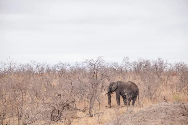 Éléphant Dans Parc Sauvage Sud Africain — Photo