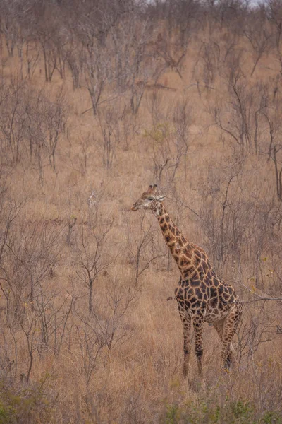 Girafe Dans Parc Sauvage Sud Africain — Photo