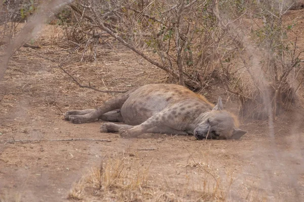 Hyena Het Zuid Afrikaans Wildpark — Stockfoto