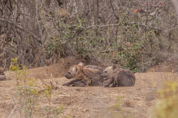Hyena Het Zuid Afrikaans Wildpark — Stockfoto