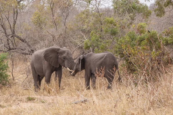 Elefante Parque Selvagem Sul Africano — Fotografia de Stock