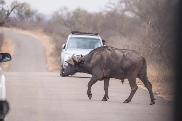 South Africa travels in spring