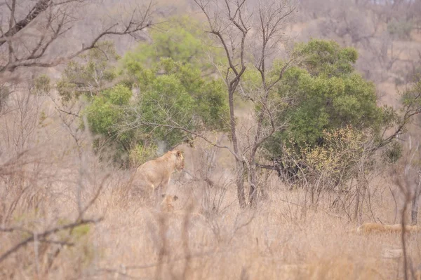 León Parque Salvaje Sudafricano — Foto de Stock