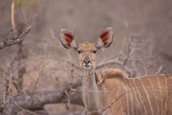 Kudu Parque Salvaje Sudafricano — Foto de Stock