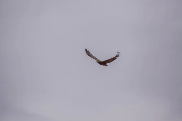 Oiseau Jongleur Dans Parc Sauvage Sud Africain — Photo