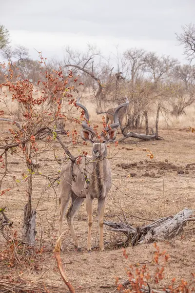 Koedoe Het Zuid Afrikaans Wildpark — Stockfoto