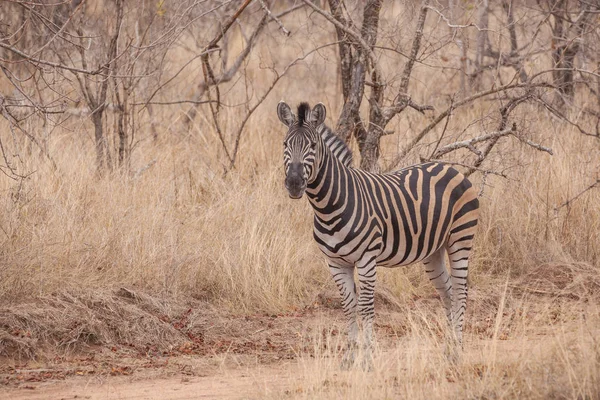 Zèbre Dans Parc Sauvage Sud Africain — Photo