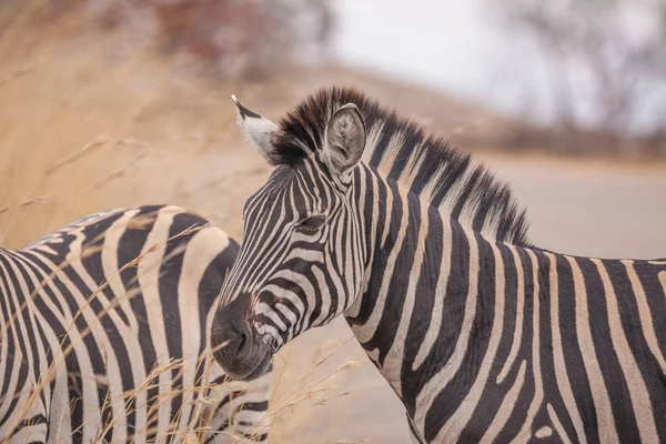 Zèbre Dans Parc Sauvage Sud Africain — Photo