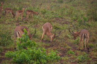Baharda Güney Afrika seyahat