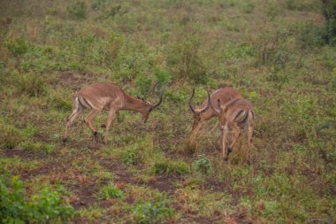 Baharda Güney Afrika seyahat