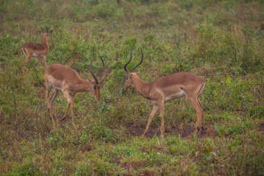 Baharda Güney Afrika seyahat