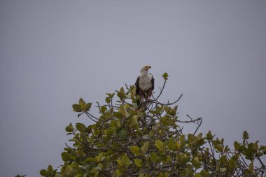 Baharda Güney Afrika seyahat