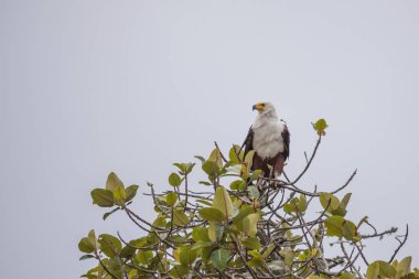 Baharda Güney Afrika seyahat