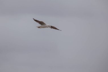 Baharda Güney Afrika seyahat