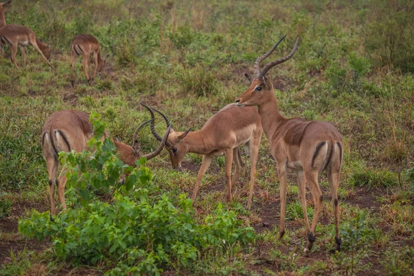 Baharda Güney Afrika seyahat