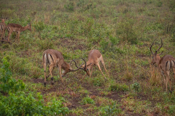 L'Afrique du Sud voyage au printemps — Photo