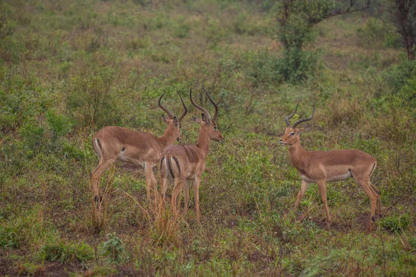 Südafrika reist im Frühling — Stockfoto