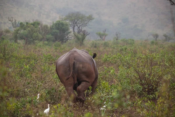 África do Sul viagens na primavera — Fotografia de Stock