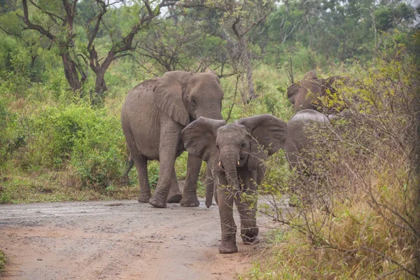 Ελέφαντας Στο Νοτιοαφρικανικό Άγρια Πάρκο — Φωτογραφία Αρχείου