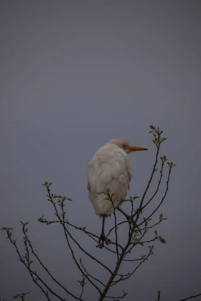 L'Afrique du Sud voyage au printemps — Photo