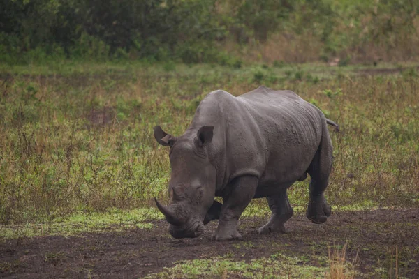 L'Afrique du Sud voyage au printemps — Photo