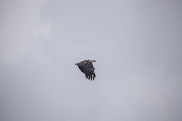 L'Afrique du Sud voyage au printemps — Photo